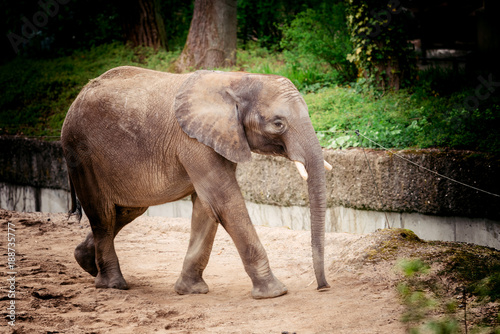 elephant baby. Beautiful  elephant