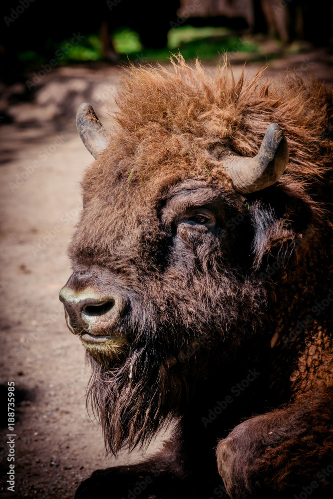 Fototapeta premium European Bison, American Bison / Buffalo