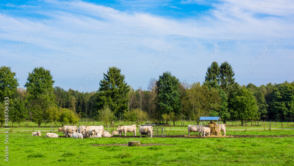 white cows in a grassy field. Cows on a summer pasture