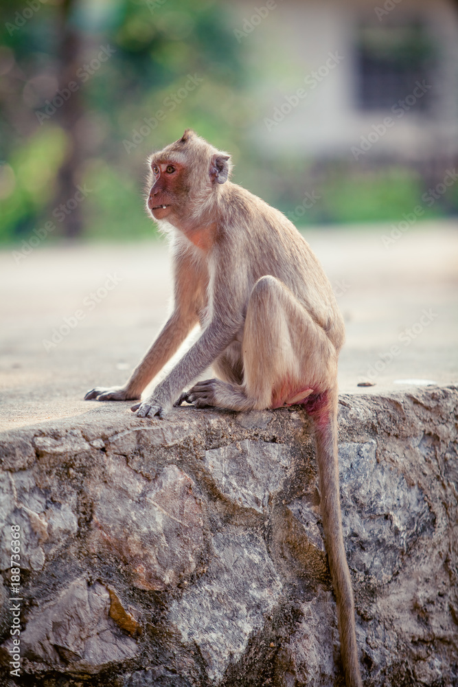 Obraz premium Monkey on the way. Cute monkey