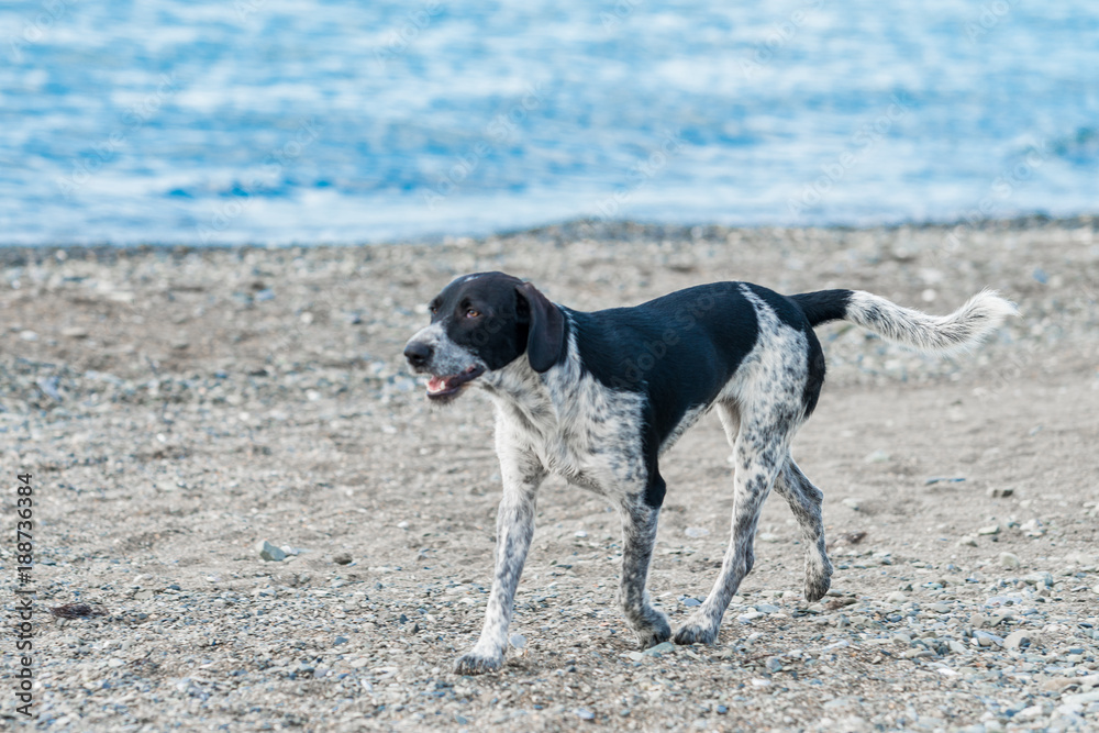 adorable  dog on a beach.