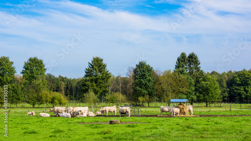white cows in a grassy field. Cows on a summer pasture