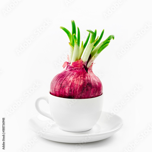 Young onion in coffee cup