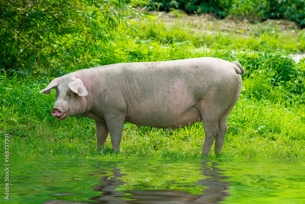 pig running on a green meadow. pig graze on organic bio farm pig running on a green meadow. pig graze on organic bio farm