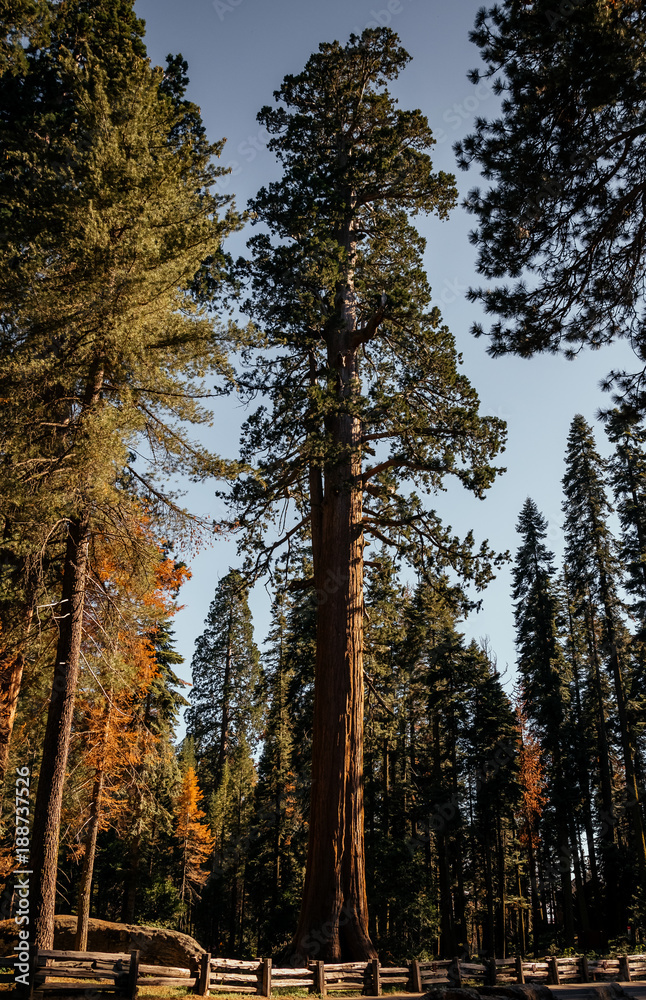 Giant sequoias in the Sequoia National Park, California, USA. US Natural Parks