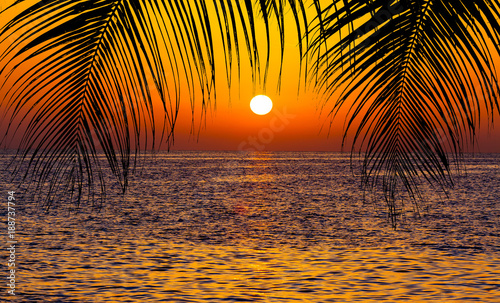 palm trees silhouette on sunset tropical beach