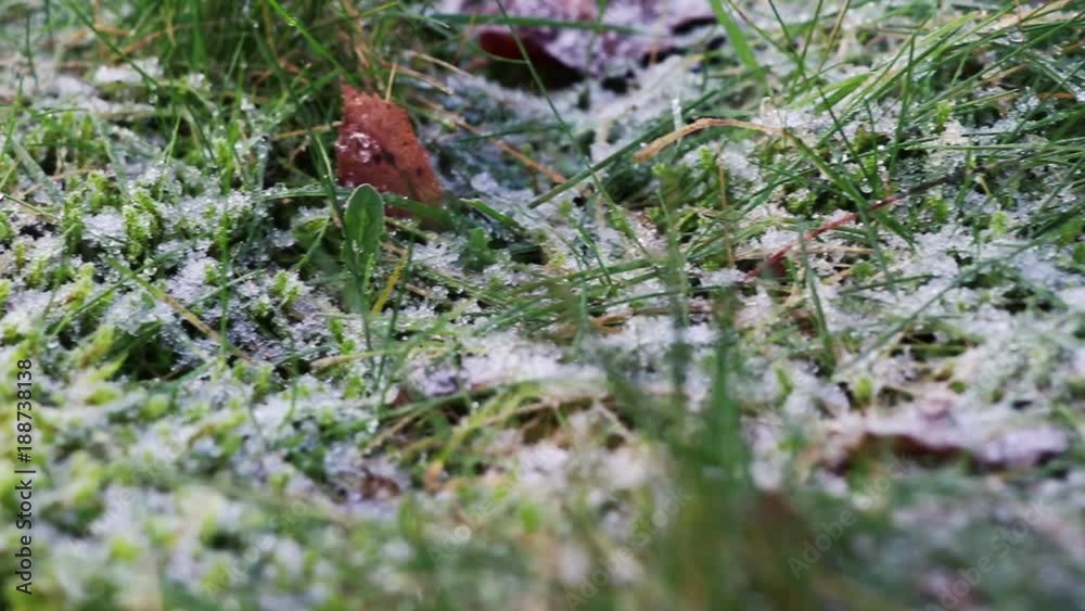 frost and ice on grass closeup in winter frost and ice on grass closeup in winter