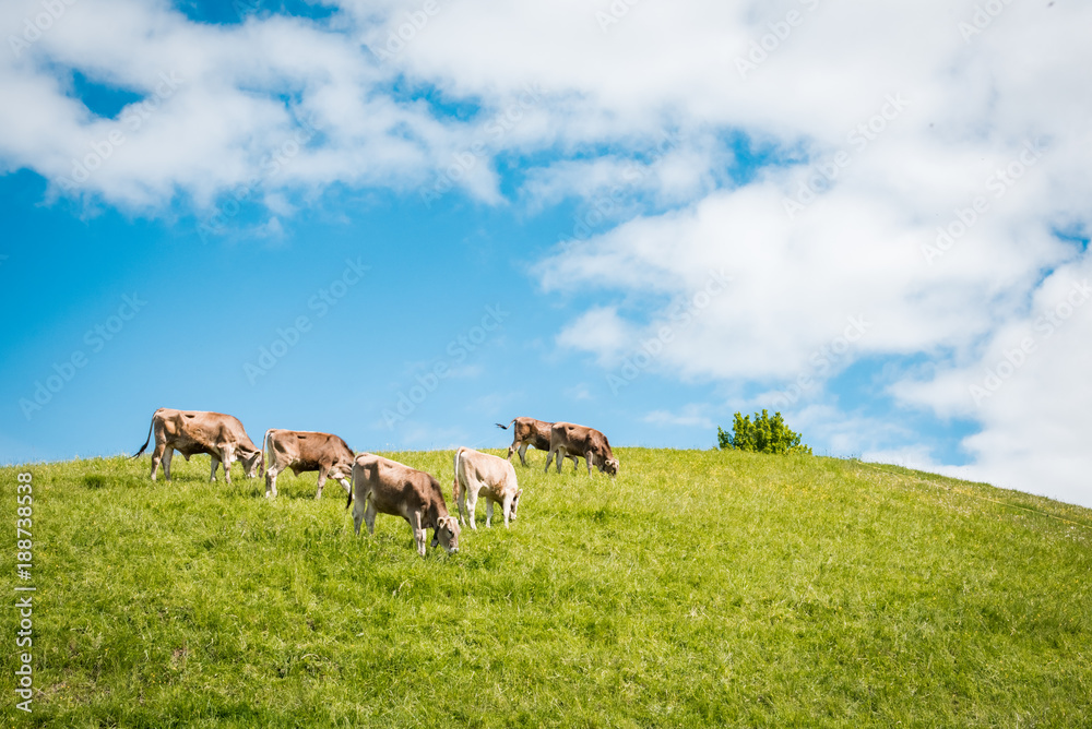 Landwirtschaft in den Bergen - Jungbullen grasen auf einem Hügel Landwirtschaft in den Bergen - Jungbullen grasen auf einem Hügel