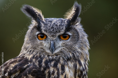 Eurasian Eagle Owl © Carol