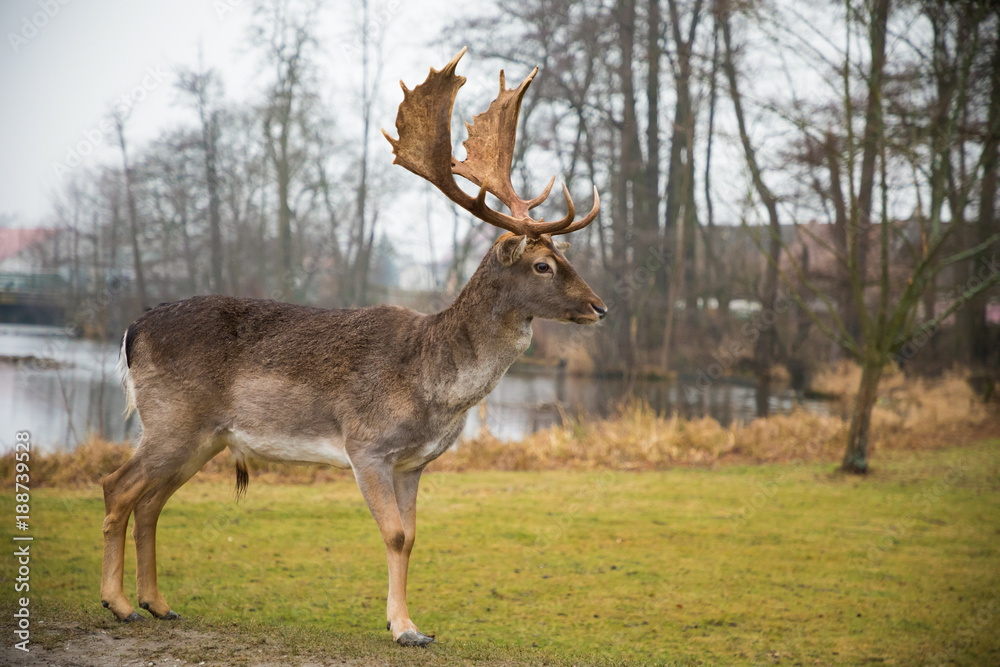 Fallow male deer in the forest, wildlife of Europe Fallow male deer in the forest, wildlife of Europe
