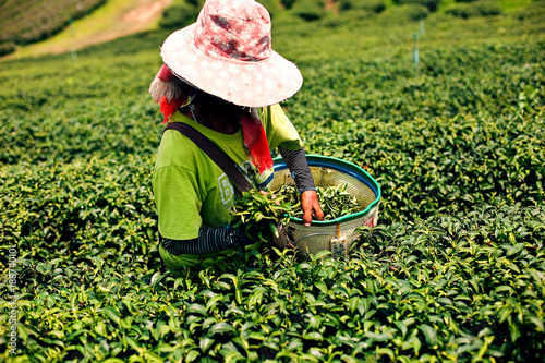 Plantations of tea in the Mae Salong Valley. Northern Thailand. The border with Burma. Picking tea. Hard work. What to See in Thailand.