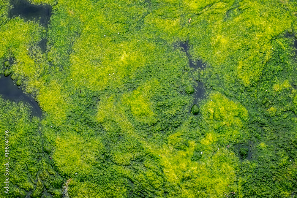 Algae and duckweed detail on lake Algae and duckweed detail on lake