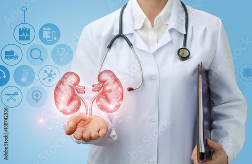 Doctor urologist shows kidneys . photo