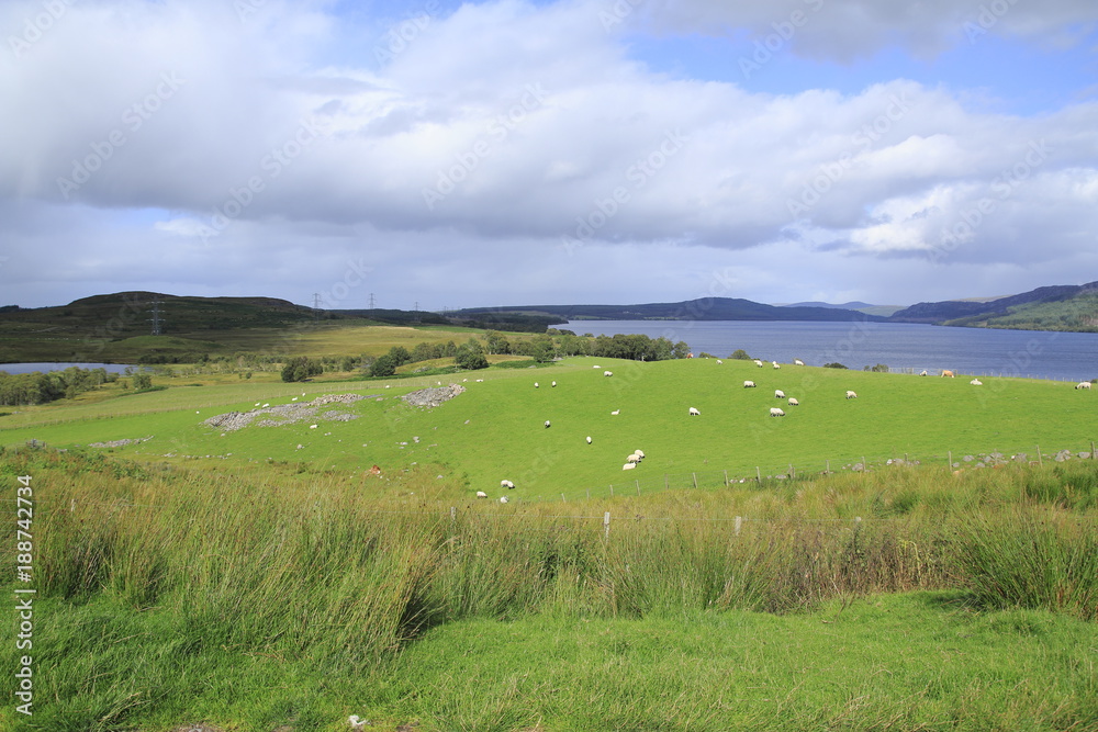 Wiese, Weide am Loch Duntelchaig, Inverness shire im schottischen Hochland, 