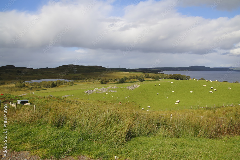 Wiese, Weide am Loch Duntelchaig, Inverness shire im schottischen Hochland, 