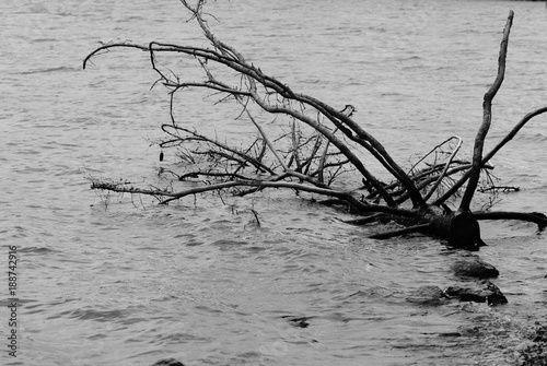 Abgestorbener Baum im Wasser photo