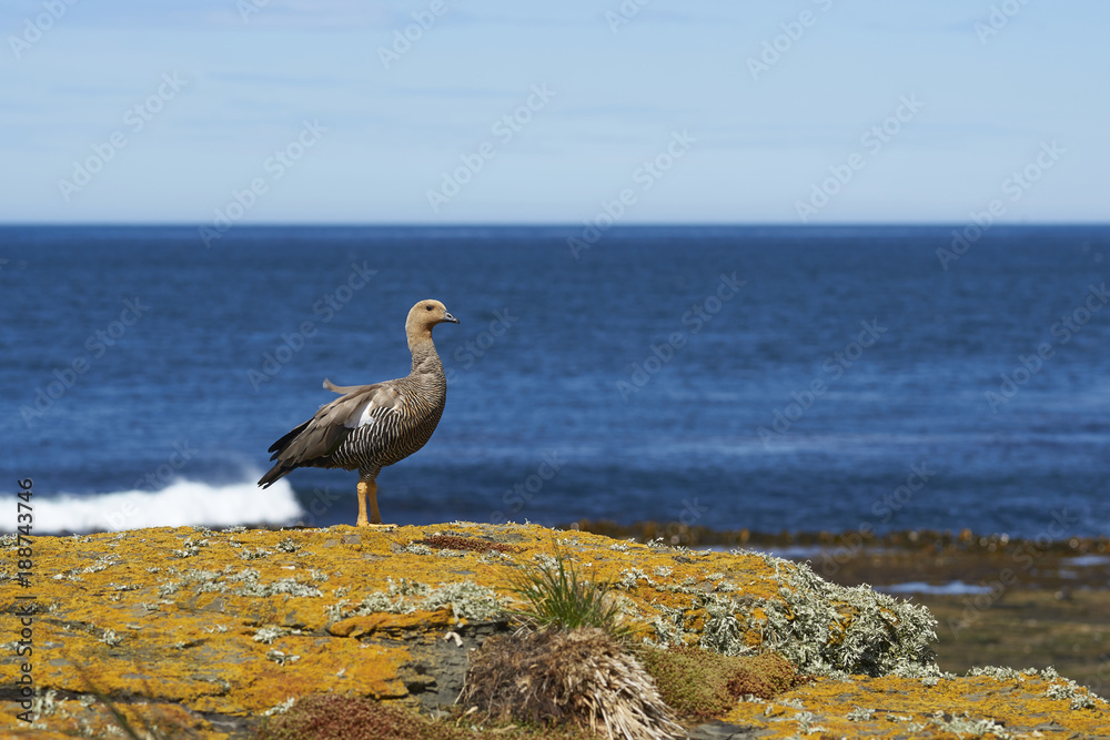 Female Upland Goose (Chloephaga picta leucoptera) on a colourful lichen covered cliff on Bleaker Island in the Falkland Islands.
Female Upland Goose (Chloephaga picta leucoptera) on a colourful lichen covered cliff on Bleaker Island in the Falkland Islands.