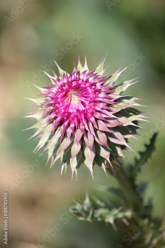 Milk Thistle