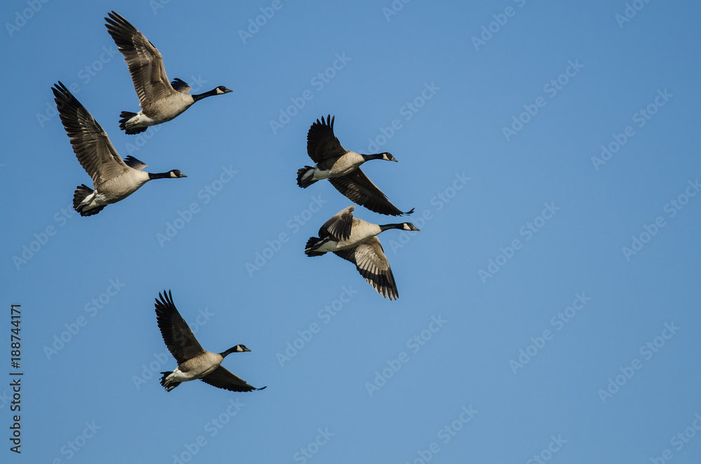 Fototapeta premium Flock of Canada Geese Flying in a Blue Sky