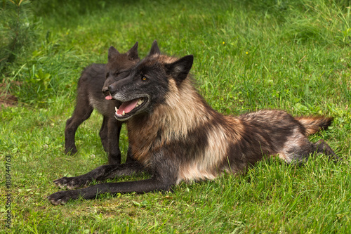 Black Phase Grey Wolf (Canis lupus) Gets Licked by Pup © geoffkuchera
