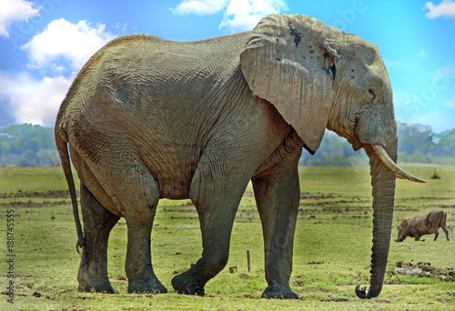 Afrian Elephant  Loxodonta Africana   standing on the dry open plains with a warthog in the background in South Luangwa National Park  Zambia  Southern Africa