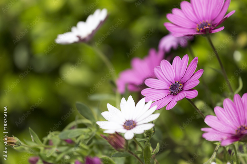 Pink and white flowers