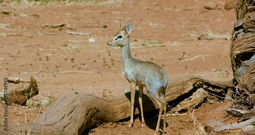 Kirk'S Dik-Dik Observing; Samburu 14 October 2016 Am; Samburu, Kenya, Africa