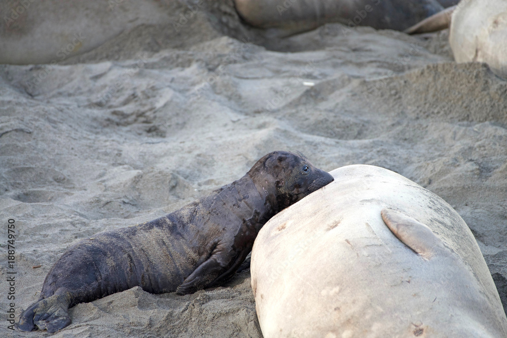 Fototapeta premium Female elephant seal with infant pup nursing on a beach in California. Pups nurse about four weeks are weaned abruptly then abandoned by their mother, who heads out to sea within days.