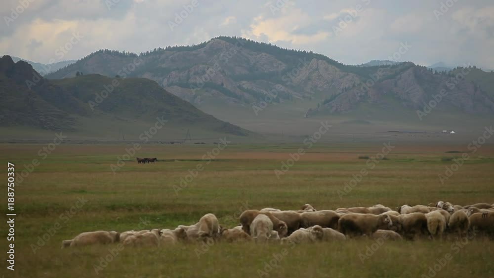 Mongolian Shepherd Horses And Flock Of Sheeps
