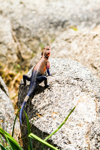 Male Mwanza flat-headed rock agama (Agama mwanzae) or the Spider-Man agama in the family Agamidae,  with bright red or violet head, neck, and shoulders and dark blue body in Serengeti, Tanzania