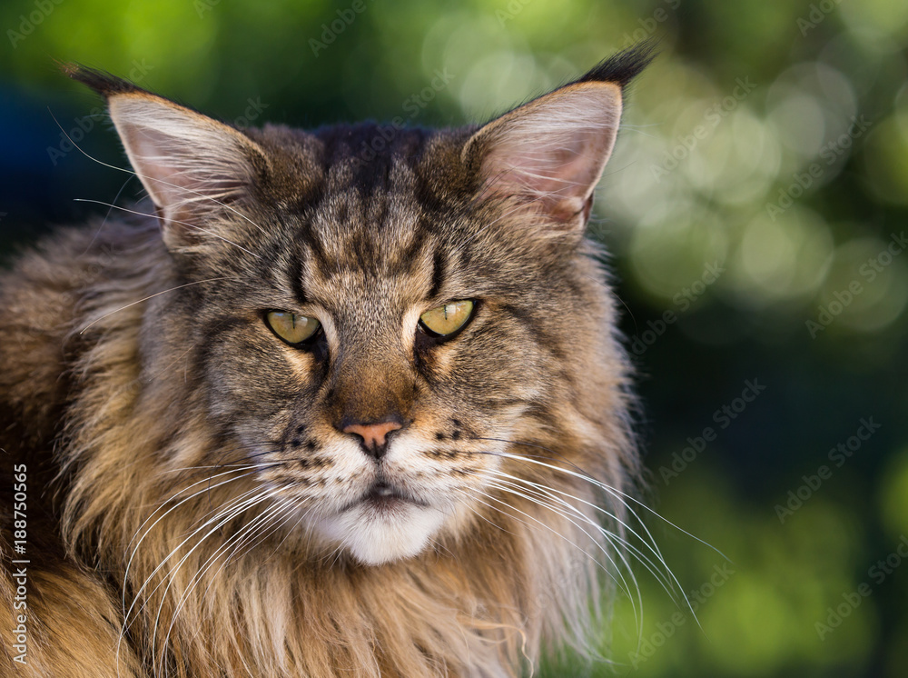 Fototapeta premium Główny szop z bliska