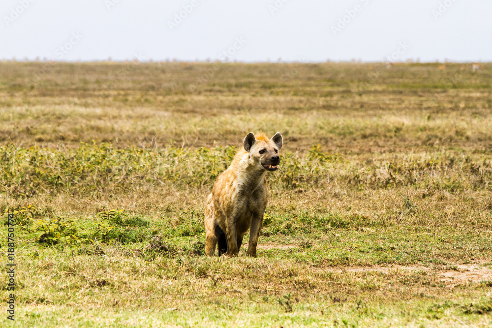 Fototapeta premium The spotted hyena (Crocuta crocuta), also known as the laughing hyena is a species of hyenas or hyaenas feliform carnivoran mammals of the family Hyaenidae in Serengeti ecosystem, Tanzania