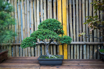 Acrylglasbilder Bonsai Kleine Kiefer als Bonsai im Tontopf  © ivanaculafic