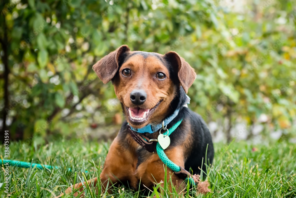 A little brown dog wearing a leash sitting outside on the grass smilling. A little brown dog wearing a leash sitting outside on the grass smilling.