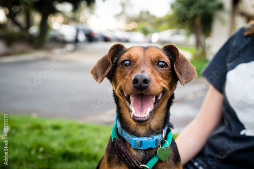 Portrait of a little brown dog outside in a neighborhood with a person sitting nearby.