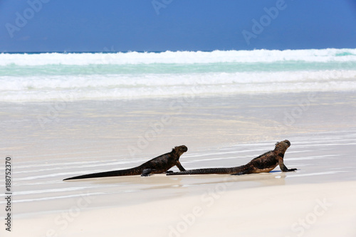 Iguane marin des Galapagos