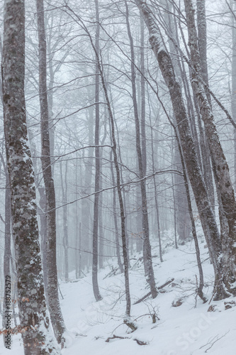 misty forest on snowy winter day