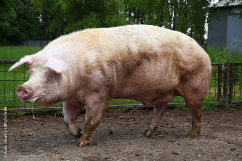 Photos Closeup of mighty domesticated male buck pig against green natural background ou
