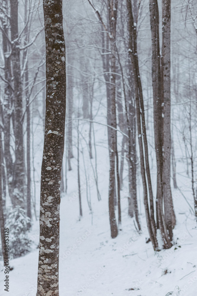 Fototapeta premium misty forest on snowy winter day