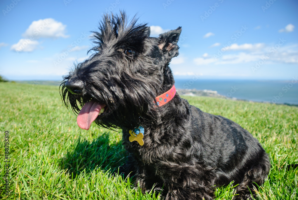 Female scottish terrier dog sitting on grass