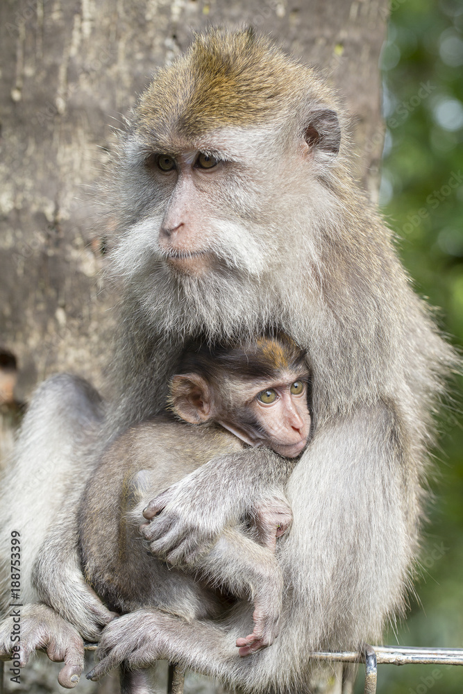 Portrait of baby monkey and mother at sacred monkey forest in Ubud, island Bali, Indonesia Portrait of baby monkey and mother at sacred monkey forest in Ubud, island Bali, Indonesia