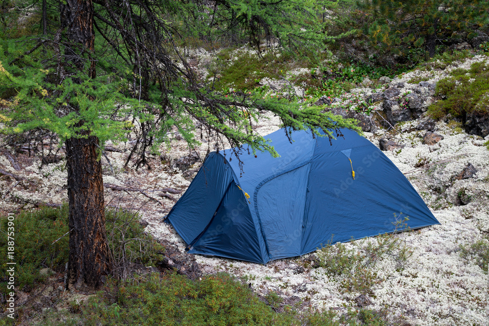 Camping site with a blue tent on moss field in the fir forest, closeup