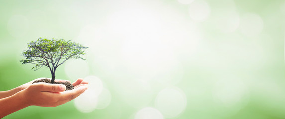 Sustainability concept with hands holding small tree, eco friendly banner for environmental protection and growth