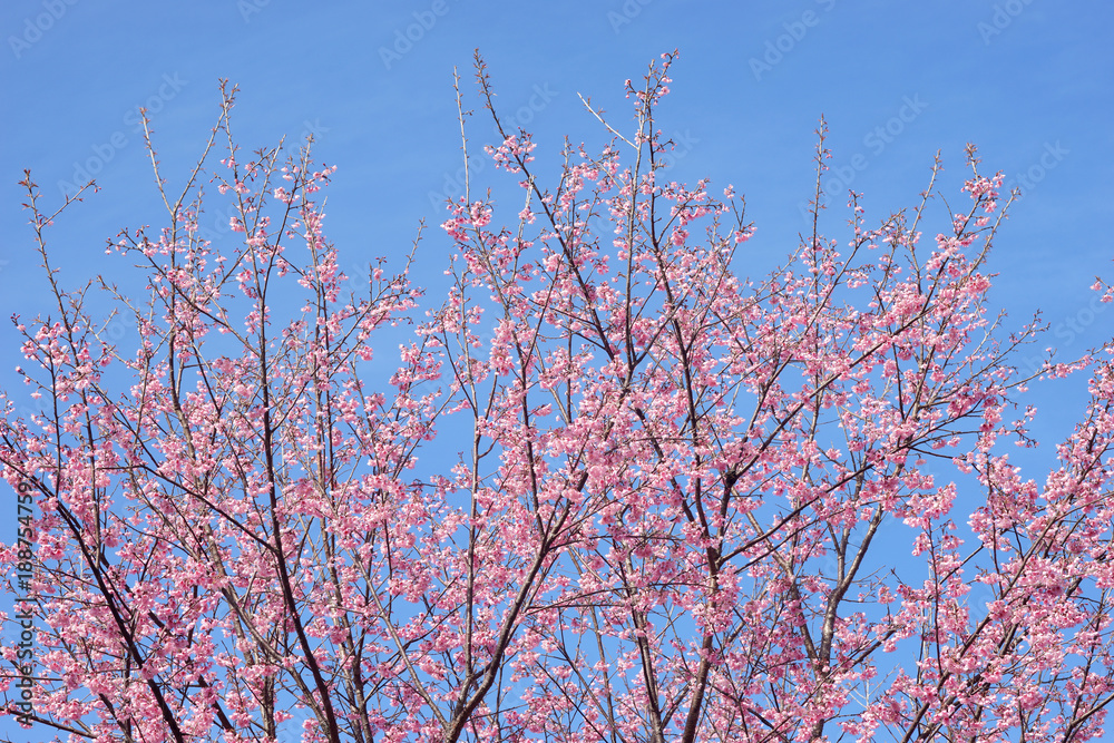 wild himalayan cherry or Thai sakura flower wild himalayan cherry or Thai sakura flower