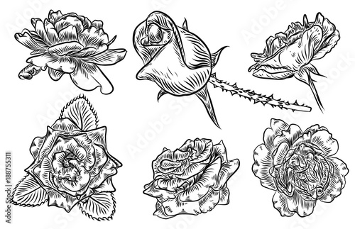 Hand drawn rose etch style set. Rose design elements, garlands and bouquets collection. Vector.