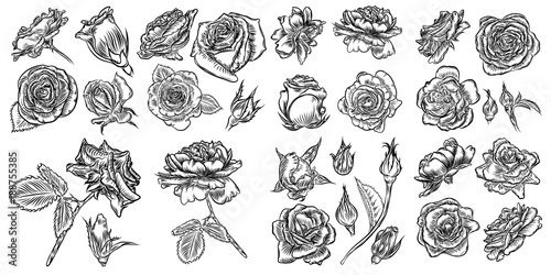 Roses set. Vintage flower collection. Wild flowers mix for design. Vector.