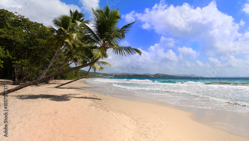 The Caribbean beach   Martinique island.