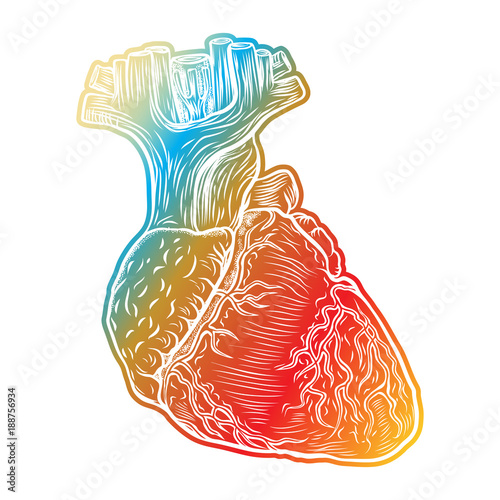 Red human heart with aorta, veins and arteries isolated on white background. For cardiology or medical design. Hand drawn flesh tattoo concept. Vector.