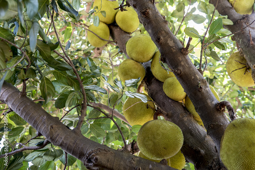 Fruta da Jaca ainda na árvore