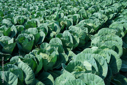 Green cabbage growing in the farm field